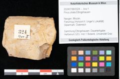 Foto (Objekt + Etikett) von Pinus ciliata Ettingshausen (NHMW-GEO-2024-0188-0324)
